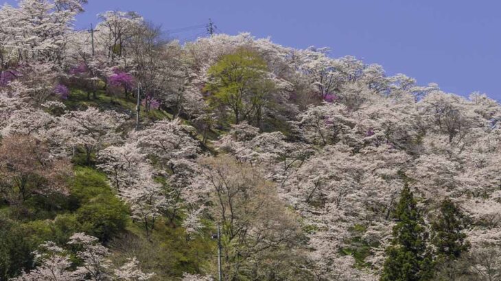 「ゆの里」重岡昌吾社長と行く！備前窯開きツアー  | 2025年4月5日(土)～6日(日)